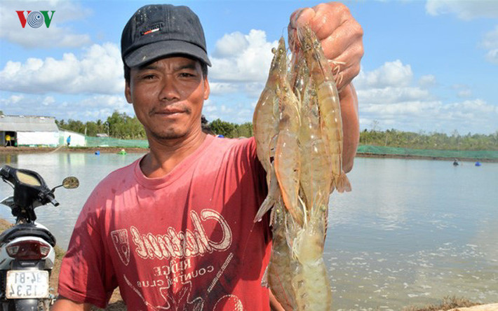 Mô hình nuôi tôm thâm canh, bán thâm canh đã giúp nhiều nông hộ miền Tây trở thành tỷ phú.