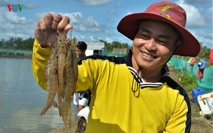Tôm thẻ chân trắng đang được đa số các hộ nuôi lựa chọn vì thời gian nuôi ngắn, khoảng 2 – 3 tháng đã cho thu hoạch.