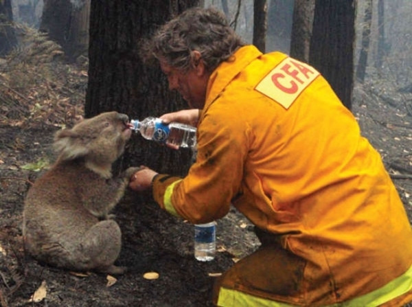 Một nhân viên cứu hỏa cho chú koala uống nước trong một đợt hạn hán, gây ra vụ cháy rừng lớn tại Úc năm 2009.