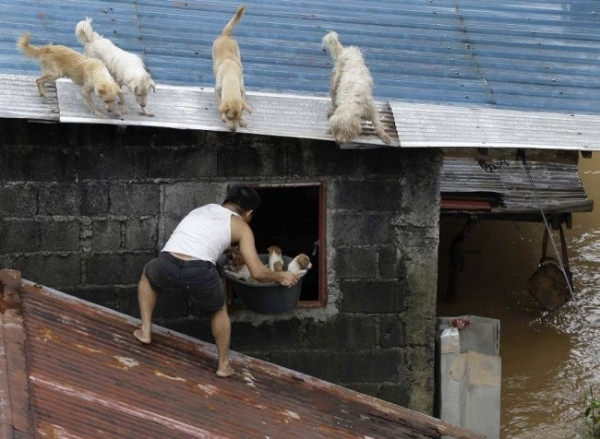 Một người đàn ông đang cứu vớt những chú chó trong trận lũ lụt ở Philippines.