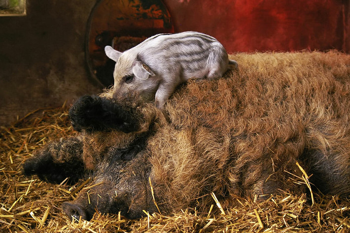 Lợn Mangalitsa không yêu cầu chế độ chăm sóc đặc biệt, thức ăn chủ yếu của chúng là lúa mì, ngô, lúa mạch, cỏ... Thịt lợn Mangalitsa được coi là một trong những loại thịt ngon nhất thế giới.