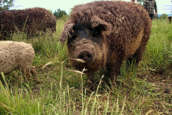 Mangalitsa hay Mangalica là một giống lợn hiếm có nguồn gốc ở Hungary. Điểm đặc biệt của loài lợn này là lớp lông dày, dài, xù xì bao phủ khắp cơ thể như lông cừu.