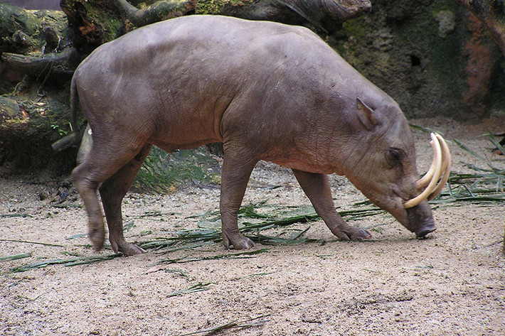 Lợn Babirusa tìm thấy tại một số đảo thuộc Indonesia. Đây là một trong những giống lợn sở hữu vẻ ngoài "dị" nhất thế giới.