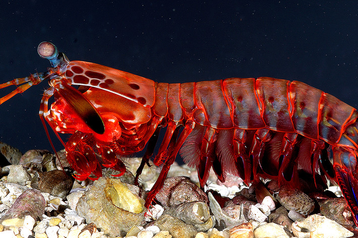 Tôm bọ ngựa (Mantis Shrimp) được biết đến là một loài sinh vật với những khả năng vô cùng đặc biệt.