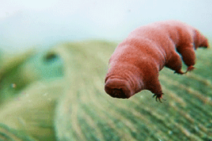 Bọ gấu nước có tên khoa học là Tardigrade. Loài sinh vật này có khả năng tồn tại trong cả hai điều kiện nóng và lạnh cực độ (mức nhiệt cao nhất là trên 150 độ C và thấp nhất là -273 độ C).