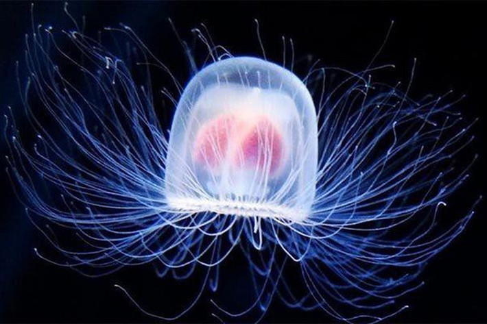 Sứa Turritopsis dohrnii - sứa bất tử, là loài thủy tức được phát hiện ở vùng biển Caribe và hiện nay đã lan rộng khắp nhiều vùng biển trên thế giới. Chúng có thể sống thọ hơn bất kì loại động vật nào khác với tuổi thọ kéo dài đến vô cực.
