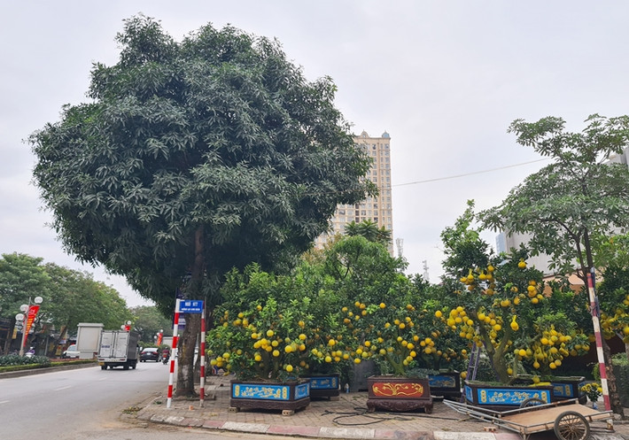 Dù còn hơn một tháng nữa mới đến Tết Nguyên đán Tân Sửu 2021, nhưng ghi nhận của PV Kiến Thức sáng ngày 30/12, dọc vỉa hè tuyến đường Lạc Long Quân (quận Tây Hồ, TP.Hà Nội) một vài nhà vườn đã rục rịch bày bán các cây bưởi cảnh phục vụ người dân.