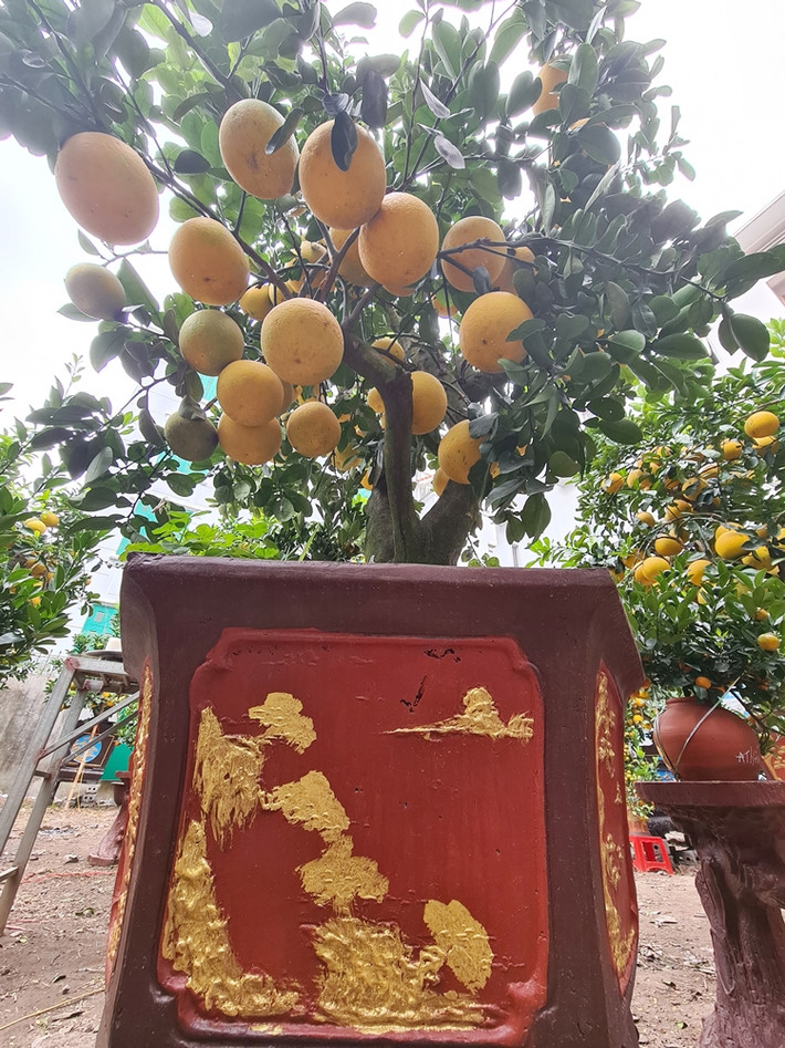 Phần lớn những cây bưởi cảnh phục vụ thị trường Tết đều là bưởi ghép, gốc được thu mua từ những vùng nổi tiếng như Hoài Đức và nhiều vùng quê ở miền Bắc.