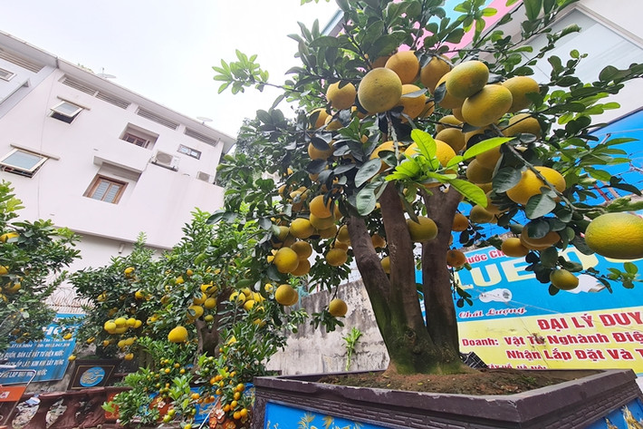 Để có được những quả bưởi chín vàng đều, chủ vườn phải ghép quả từ tháng 4, cùng với đó việc chăm sóc tỉ mỉ thì quả mới phát triển đúng dịp Tết.