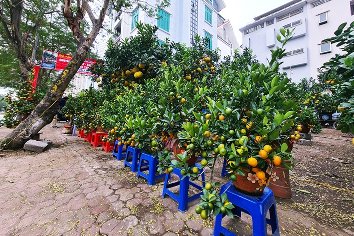 Những ngày này, dọc vỉa hè tuyến đường Lạc Long Quân (quận Tây Hồ, Hà Nội) nhiều nhà vườn đã bắt đầu bày bán các loại cây cảnh như: Đào, quất, bưởi,… để phục vụ nhu cầu chơi Tết Nguyên đán Tân Sửu 2021 của người dân.