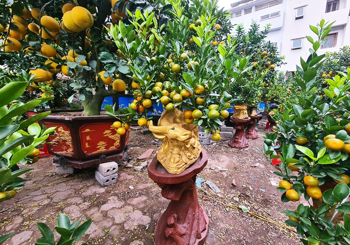 Để có được những cây quất cảnh bonsai đẹp, các nhà vườn phải chuẩn bị trong khoảng 2 năm, thực hiện việc chăm bón tạo dáng, uốn thế. Tiếp đó, quất được đưa lên lưng trâu để tiếp tục chăm sóc.