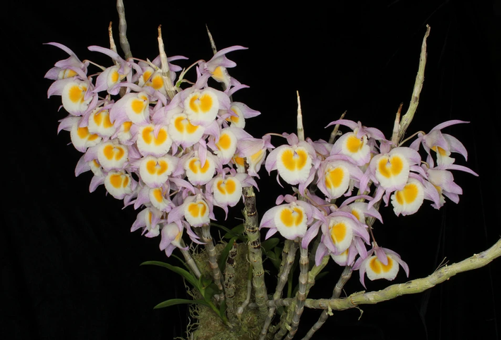 8. Lan Hoàng thảo ý thảo: Tên khoa học Dendrobium gratiosissimum. Đặc điểm: Sống bám trên thân và cành cây gỗ trong rừng rậm nhiệt đới, ở độ cao khoảng 1.500m. Phân bố: Trong nước: Quảng Trị, Kontum, Gia Lai, Lâm Đồng. Thế giới: Trung Quốc, Ấn Độ, Myanmar, Thái Lan, Lào.