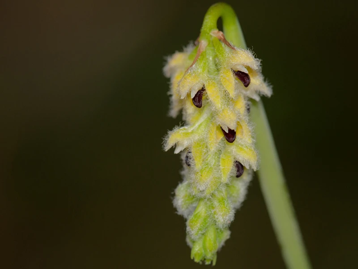 3. Lan hành Averyanov: Tên khoa học: Bulbophyllum averyanovii. Đặc điểm: Sống bám trên thân và cành cây gỗ trong rừng rậm nhiệt đới, ở độ cao khoảng 600 - 900m. Là loài đặc hữu rất đẹp của Việt Nam, mới chỉ gặp được ở điểm lấy mẫu thuộc tỉnh Gia Lai (Chư Pah: Gia Lu).