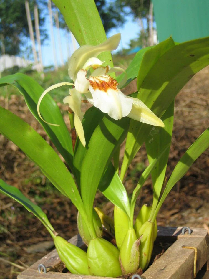 13. Lan thanh đạm: Tên khoa học Coelogyne eberhardtii. Đặc điểm: Sống bám trên các cây gỗ trong rừng thưa, rừng thông, ở độ cao 1.400 – 2.150m, tái sinh bằng chồi và hạt. Phân bố: Mới tìm thấy ở Lâm Đồng.