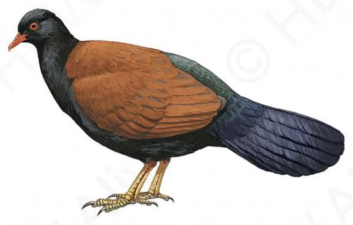 Bồ câu đầu đen, hay còn gọi là gà lôi đầu đen, bồ câu gáy đen, bồ câu trĩ có tên khoa học (Otidiphaps nobilis). Là một loài chim có kích thước lớn, sống trên mặt đất với đuôi rộng và dẹt về hai bên chỉ sống trên hòn đảo ngoài khơi bờ biển phía đông của Papua New Guinea.