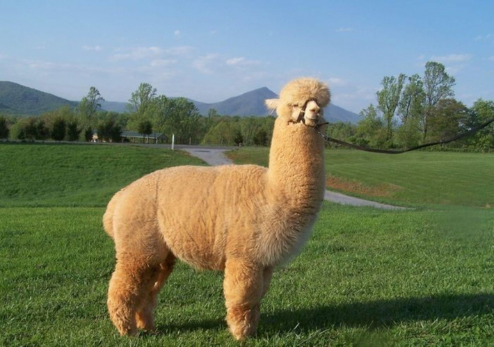 Lạc đà Alpaca có bộ lông rất dày, dài ra liên tục giúp chúng thích nghi với điều kiện khí hậu lạnh