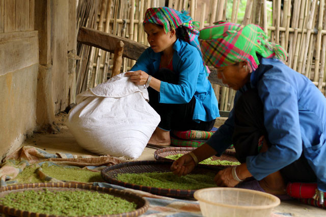 Ngoài thưởng thức hương vị cốm thơm ngon, du khách có thể mang về làm quà cho bạn bè và người thân.