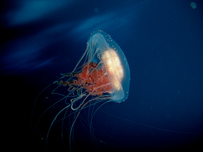 6. Turritopsis dohrnii là một loài sứa đặc biệt có khả năng bất tử. Sứa bất tử (Turritopsis dohrnii) có khả năng đảo ngược vòng đời của mình. Loài sứa này có thể quay ngược vòng đời từ khi trưởng thành trở lại thời kỳ sinh vật đơn bào và tiếp tục phát triển. Cơ chế này được thực hiện thông qua quá trình chuyển biệt hóa khi các tế bào trong cơ thể con sứa tự biến đổi trở thành tế bào mới. Loài sinh vật này có thể tại tạo lại các mô cơ thể, sử dụng tế bào gốc để không bao giờ chết.