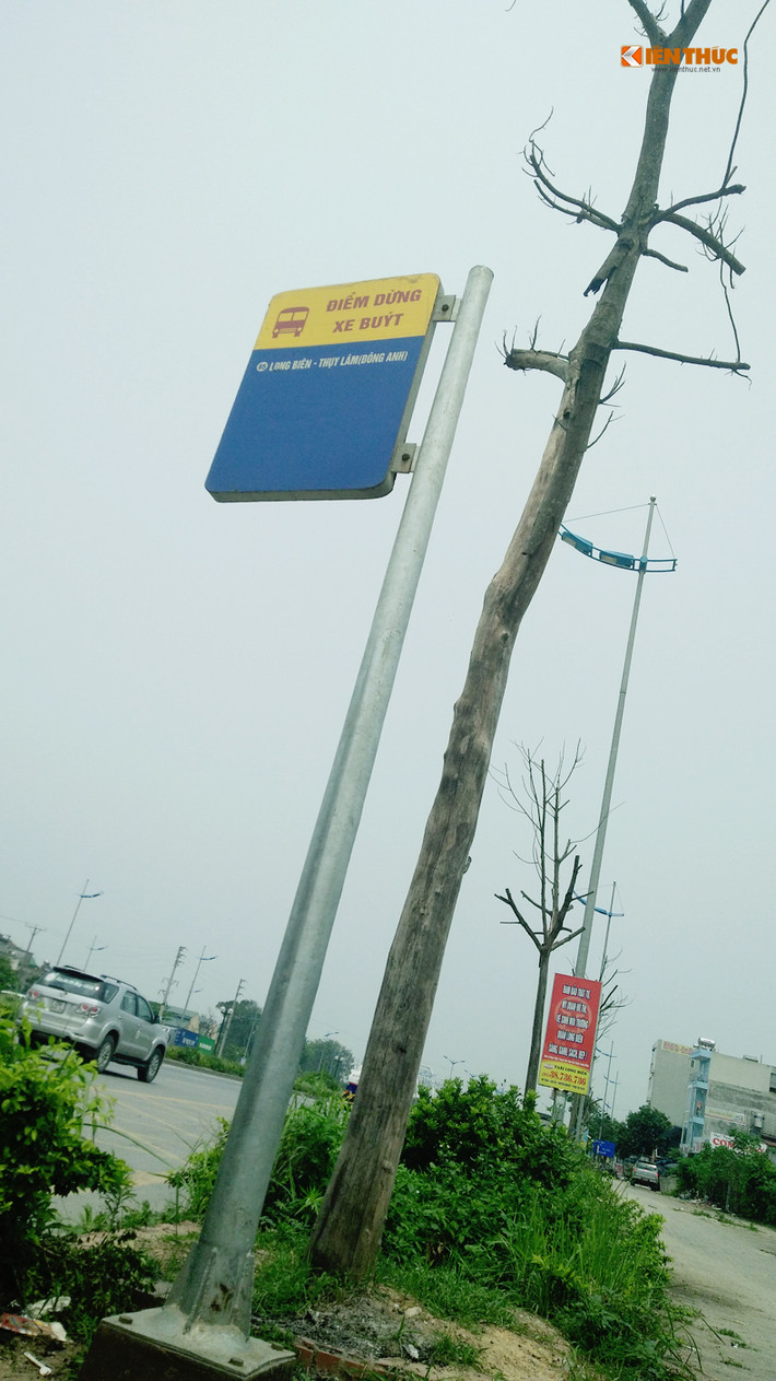 Cây chết khô ở gần điểm xe buýt chờ đổ đè người bất cứ lúc nào.