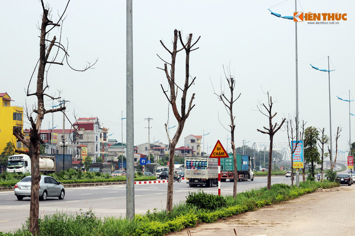 Thời gian gần đây, nhiều người tham gia giao thông trên đường Lý Sơn (gần cầu Đông Trù, quận Long Biên, Hà Nội) chứng kiến tình trạng cây xanh dọc vỉa hè hai bên đường bị chết hàng loạt.