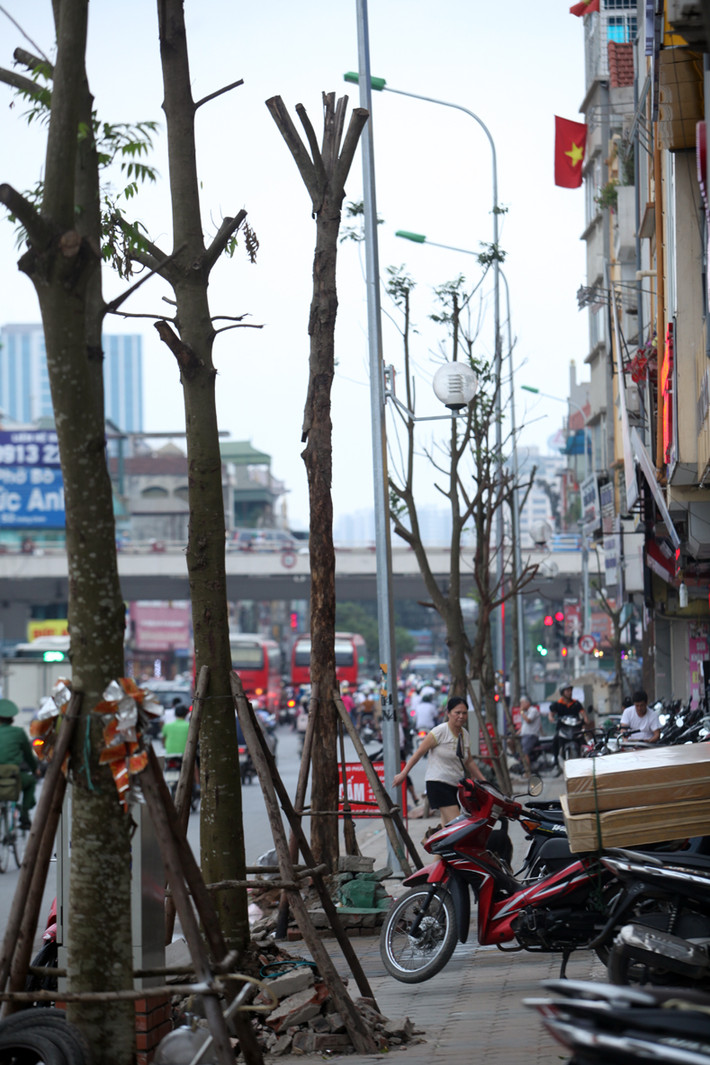 Người dân hy vọng những cây xanh bị chết nhanh chóng được thay thế để đảm bảo an toàn khi di chuyển qua khu vực.