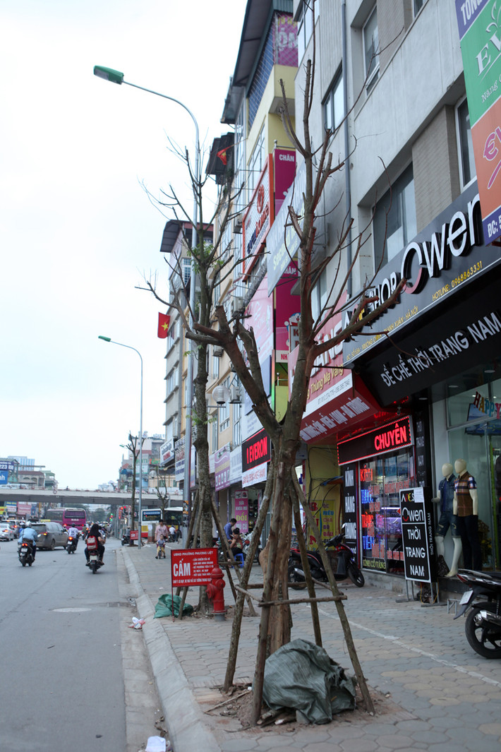 Cây chết khô từ gốc lên ngọn.