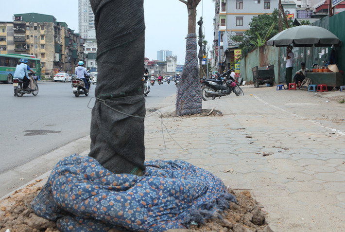 Một số cây xanh đã chết ở đường Trường Chinh vẫn còn chăn bông quấn quanh.
