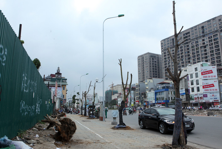 Tương tự, trên vỉa hè đường Trường Chinh (Hà Nội) cũng xuất hiện tình trạng cây xanh mới trồng bị chết hàng loạt.