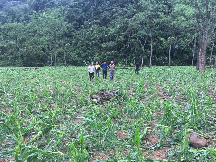 Nhiều ha hoa màu của người dân bị trận mưa đá làm thiệt hại nặng nề.