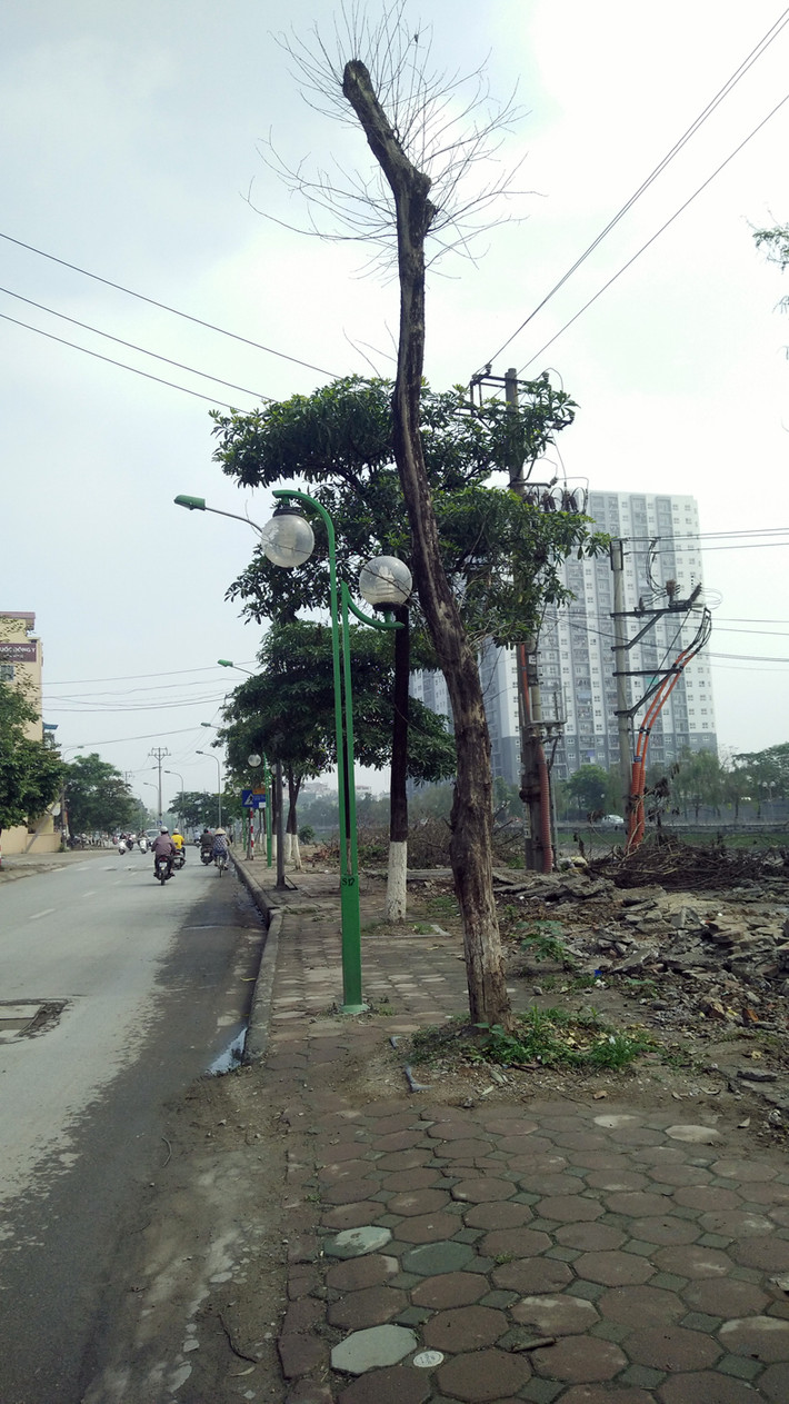 Cây xanh chết nằm trên vỉa hè nhưng chưa được xử lý.