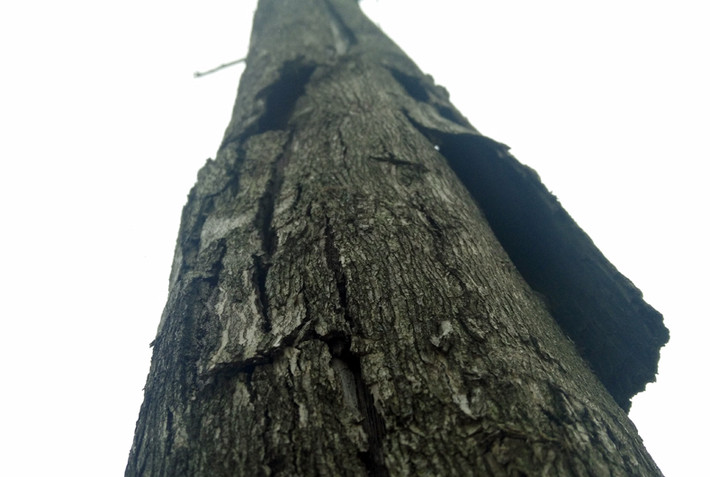 Nhiều cây chết khô có đường kính lớn vỏ đều đã nứt nẻ và bong tróc.