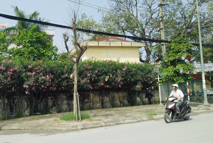 Người đi đường lo lắng những cây xanh chết, mục có thể đổ xuống đường bất cứ lúc nào.