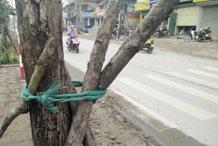 Tuy nhiên, những cây xanh bị chết vẫn chưa được cơ quan chức năng liên quan xử lý. "Nếu trời mưa to, gió lớn, các cây bị chết rất dễ bị gãy, đổ đè người đi đường bất cứ lúc nào", một người dân lo lắng.