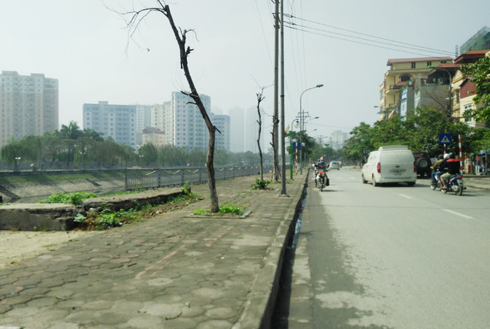 Ghi nhận của PV Kiến Thức sáng 19/4, trên vỉa hè đường Kim Giang (Hà Nội) có rất nhiều cây xanh bị chết khô.