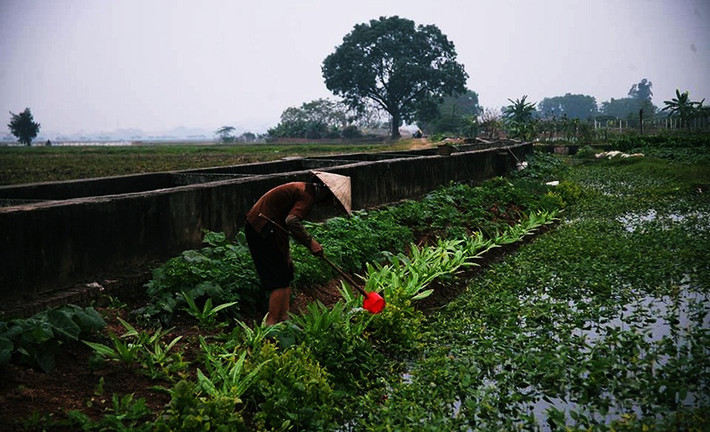 Một số người dân bắt buộc phải sử dụng nước ô nhiễm để tưới rau.