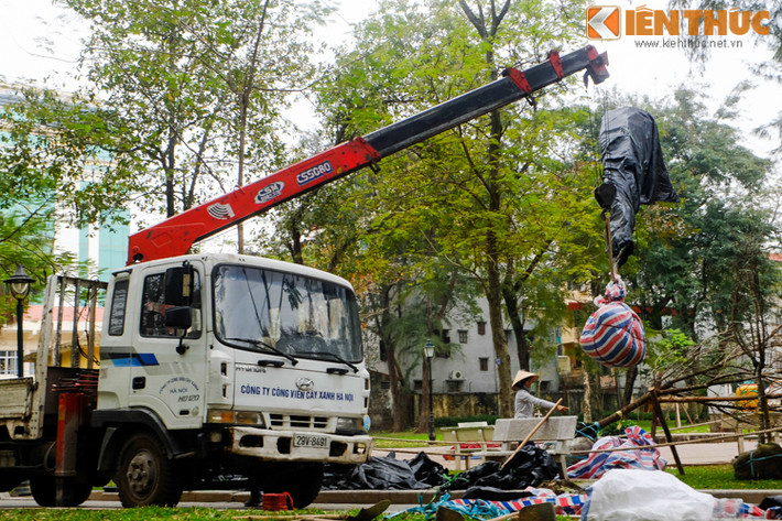 Xe cẩu đang cẩu một cây hoa đã được các nhân viên môi trường hoàn tất công tác chăm sóc.