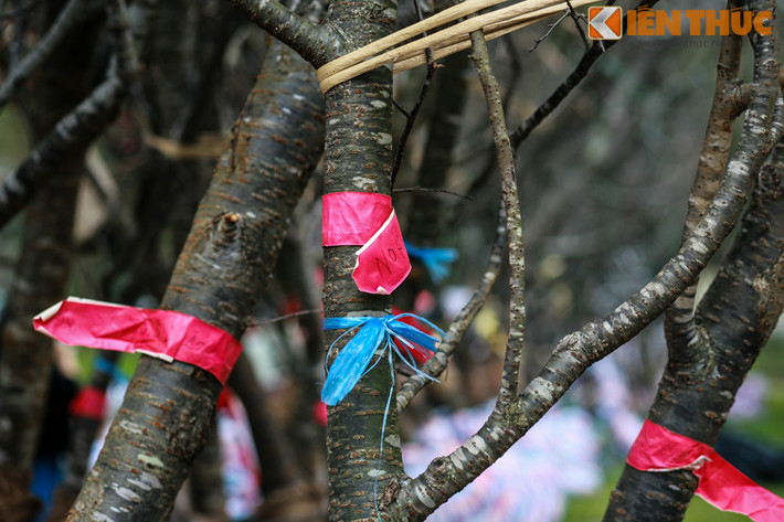 Mỗi cây đều được đánh số riêng.