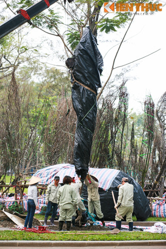 Các nhân viên môi trường rất cẩn trọng khi nâng và hạ cây hoa anh đào.