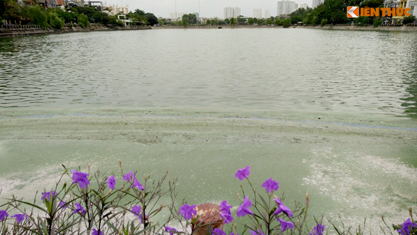 Nhiều ngày nay, xung quanh khu vực bờ hồ Văn Quán (cả hai hồ thông sang nhau, thuộc phường Văn Quán, quận Hà Đông, TP Hà Nội) xuất hiện các váng đen, xanh, tảo dày đặc trên mặt nước.