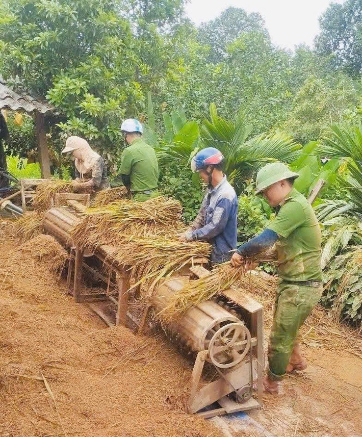 Sau khi đưa lúa về nhà, lực lượng công an hỗ trợ bà con tuốt lúa để phơi khô.