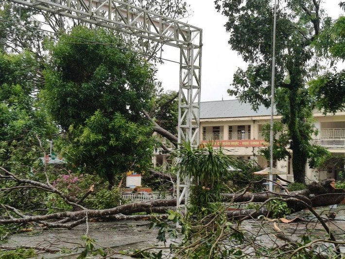 Cây cối gãy đổ ngổn ngang trong khuôn viên trường học.