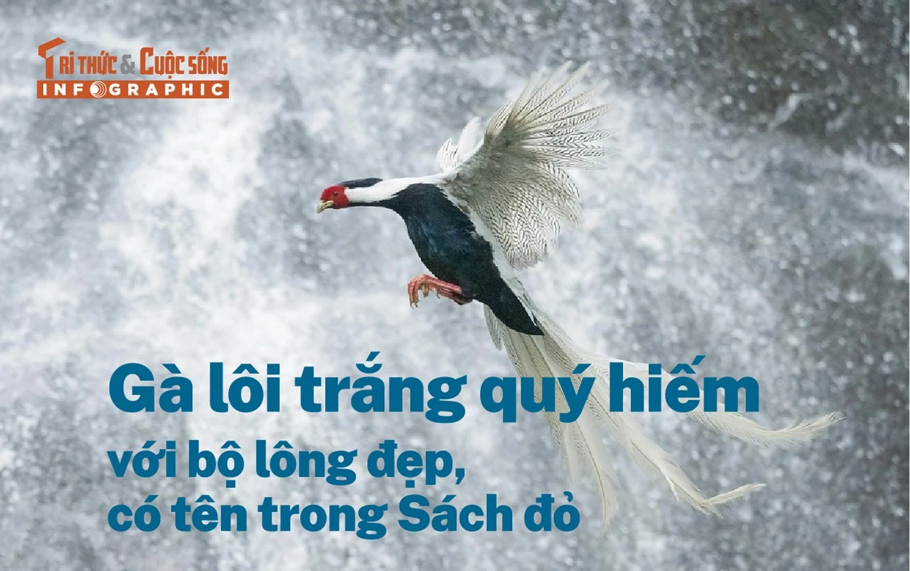 [INFOGRAPHIC] Gà lôi trắng quý hiếm với bộ lông đẹp, có tên trong Sách đỏ