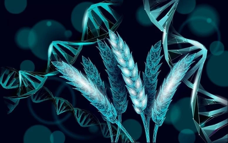 'Đánh thức' gene lúa mì ngủ quên hàng nghìn năm