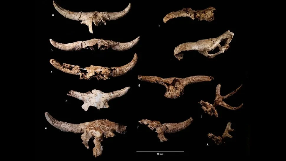 Người Neanderthal thu thập hộp sọ động vật để làm gì?