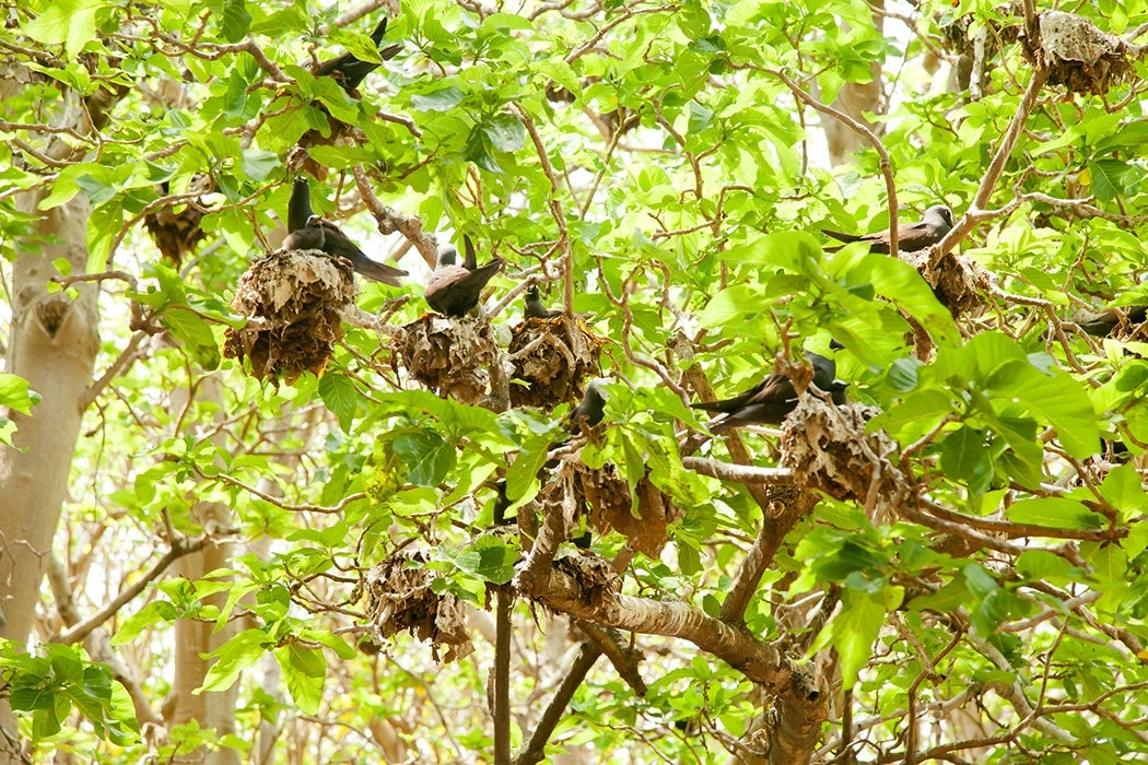 Loài cây nguy hiểm có khả năng 'đoạt mạng' hàng trăm nghìn chim biển