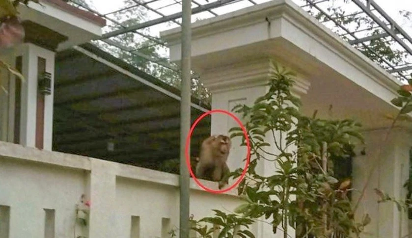 Khỉ đuôi lợn hiếm gặp tấn công người dân ở Thanh Hóa