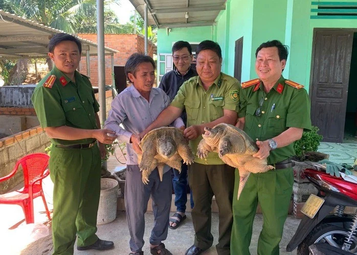 Người dân Lâm Đồng giao nộp rùa cá sấu quý hiếm