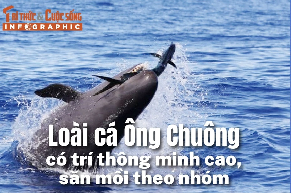 [INFOGRAPHIC] Loài cá Ông Chuông quý hiếm có trí thông minh cao