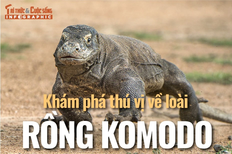 [INFOGRAPHIC] Khám phá thú vị về loài rồng Komodo