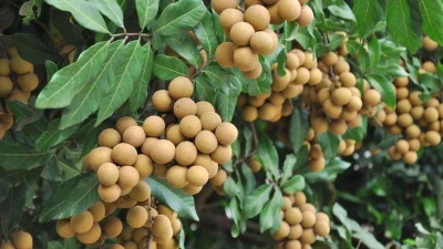 Lợi ích của quả nhãn